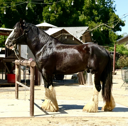 Brand Valley’s Sir Axle (Bro) photo 1