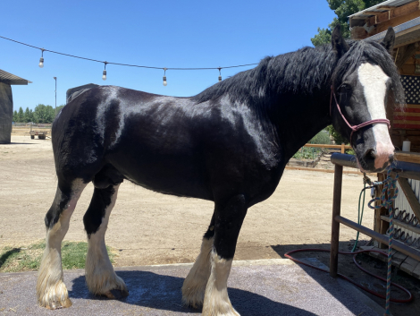 Brand Valley’s Sir Axle (Bro) photo 3
