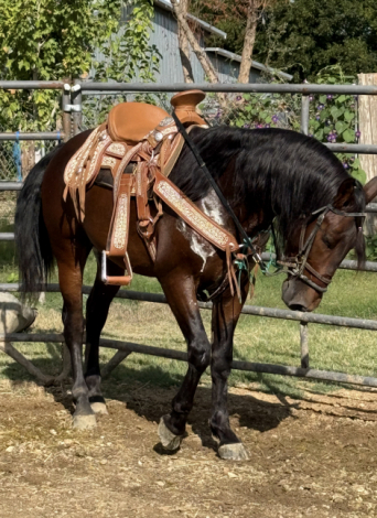 Carpintero YA (None)