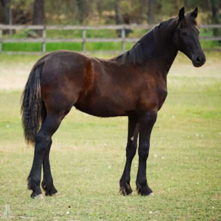 Aurora fan Lone Ster photo 1