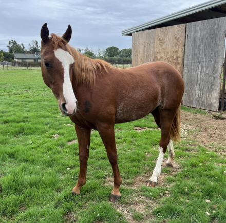 2024 Metallic Cattack Filly