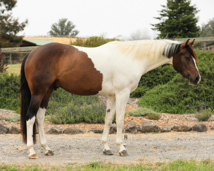 One Special Joe (Sparkplug)