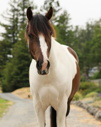 One Special Joe (Sparkplug) photo 1