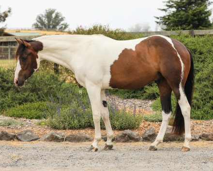 One Special Joe (Sparkplug) photo 2