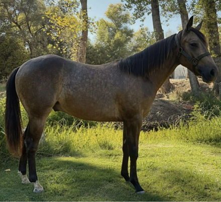 Dreams Dunn ComeTrue (Drew) photo 1