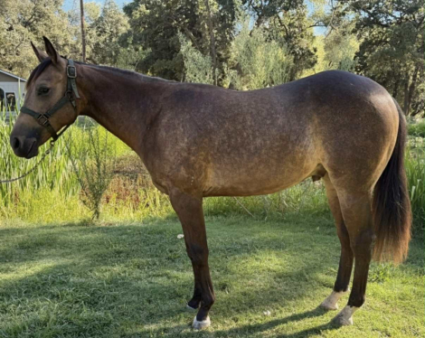 Dreams Dunn ComeTrue (Drew) photo 2