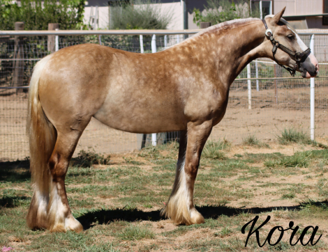 Dms royal kora (Kora)