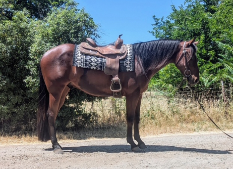 PDF Shouldabeena Toby (Lenny)