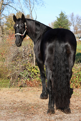 Zena (Zena)