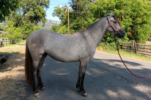 Nebulosa de Carina Powr (Carina)