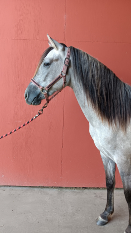 Nebulosa de Carina Powr (Carina) photo 1