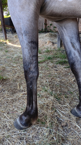 Nebulosa de Carina Powr (Carina) photo 2