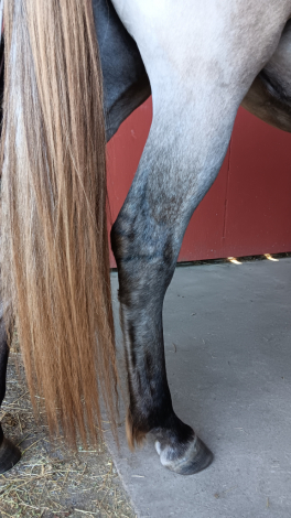 Nebulosa de Carina Powr (Carina) photo 3