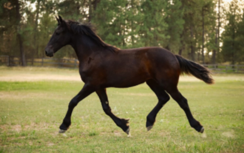 Aurora fan Lone Ster