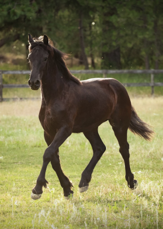 Aurora fan Lone Ster photo 2