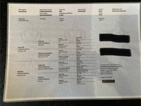 Aurora fan Lone Ster photo 3