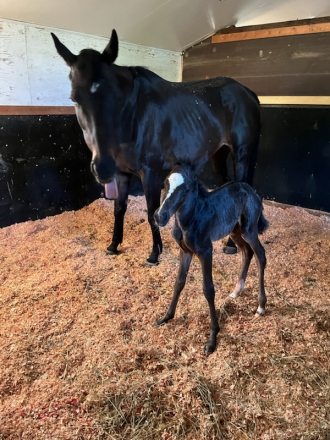 Miss Coco (Coco) photo 4