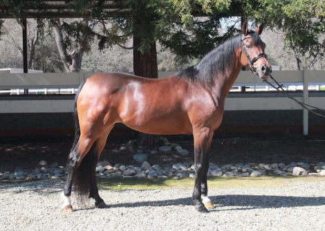 CRA Vicarios Gem (Gem)
