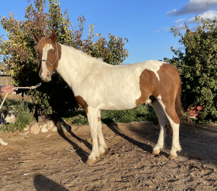 Stag Creek's Seminole Mesa (Mesa) photo 3