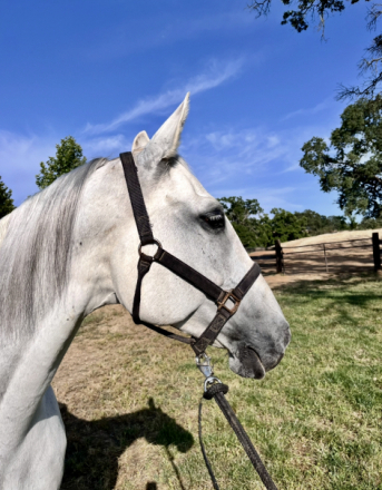 Riatta GF (Zara) photo 2