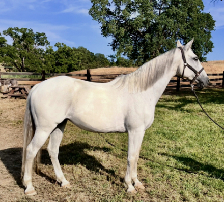 Riatta GF (Zara) photo 3