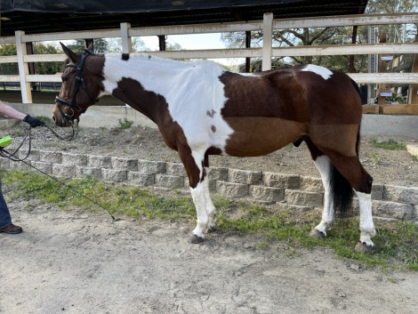 Domino photo 1