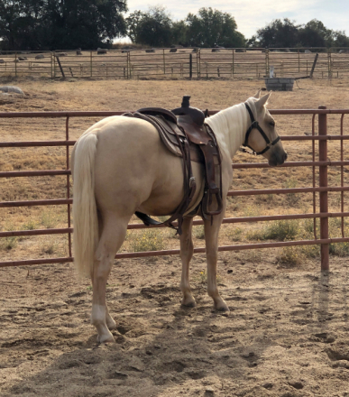 JMR Carranza Guns (Rocky)