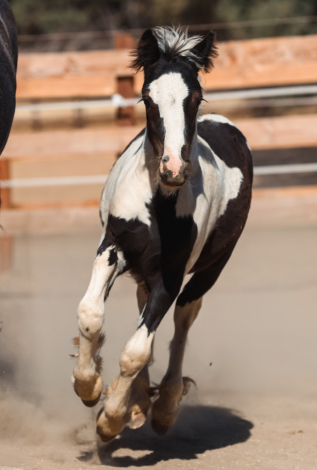 2025 Gypsy Mini Cob Colt