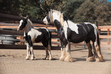 2025 Gypsy Mini Cob Colt