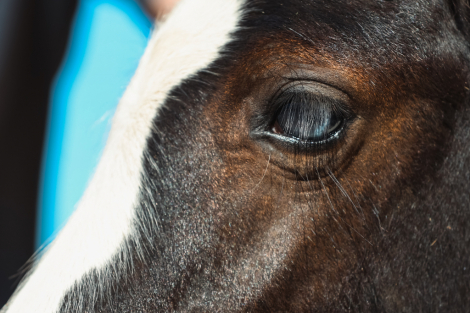 2025 Gypsy Mini Cob Colt photo 4