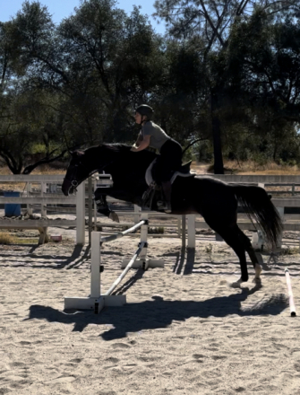 Divine Serenity (Vinnie)