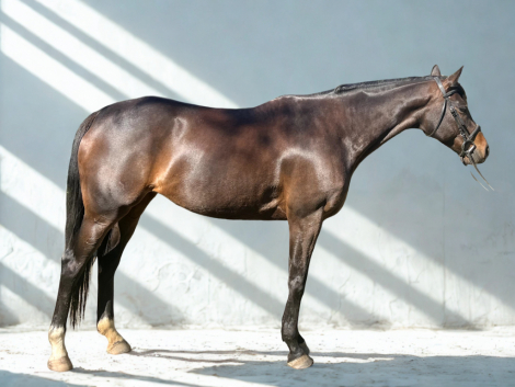 Divine Serenity (Vinnie)