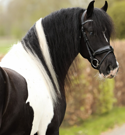 Adonis de Ravello (Adonis)