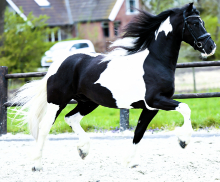 Adonis de Ravello (Adonis) photo 1