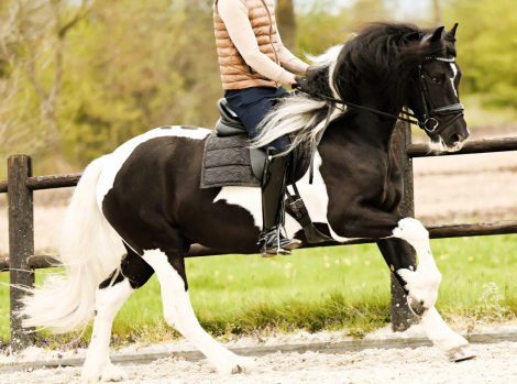 Adonis de Ravello (Adonis) photo 2