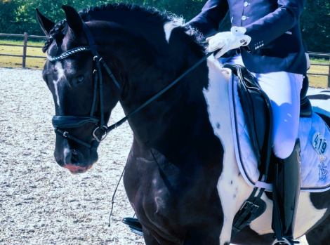 Adonis de Ravello (Adonis) photo 3