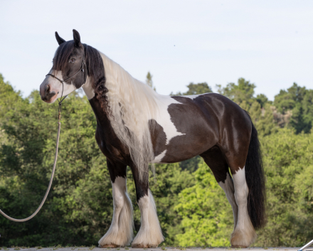 Kels & Kel Arya (Envy)