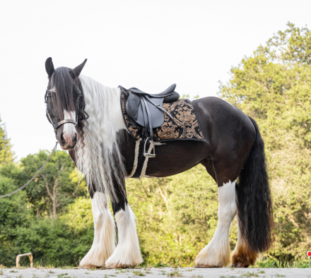 Kels & Kel Arya (Envy) photo 1