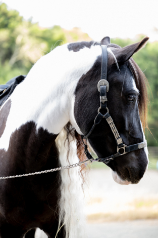 Kels & Kel Arya (Envy) photo 4