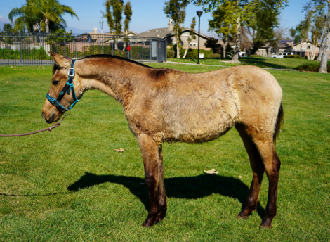 Bella BG II (Bella) photo 1