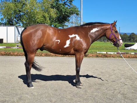 Rio Hot N Reddy (Rio) photo 2