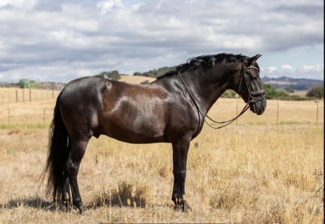 LL Valdivia (Max) photo 1