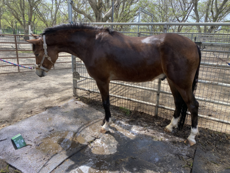 Clarecastle Artic Thunder (Blaze)