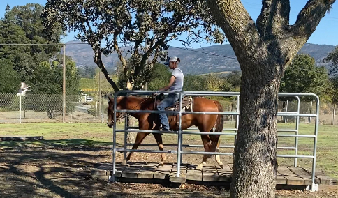 Sorrel Gelding photo 1