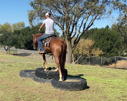 Sorrel Gelding photo 2