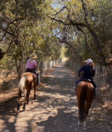 Sorrel Gelding photo 3