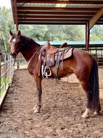 HS Corabel (Corabel)