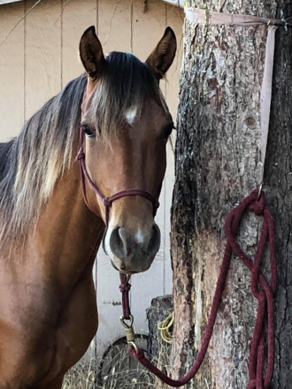 HS Corabel (Corabel) photo 2