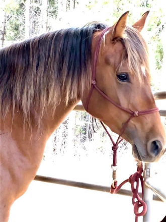 HS Corabel (Corabel) photo 3