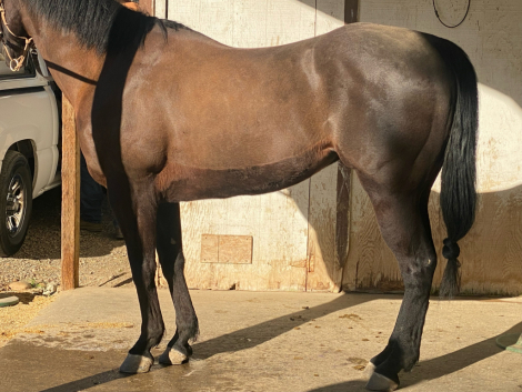 TOCASH CORONA (MR Ray) photo 3